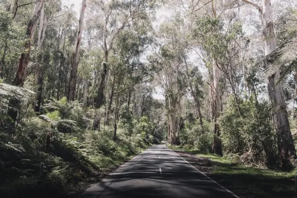 Australian Bush Road pat whelen KL3TZ2j1f9o unsplash 600x400