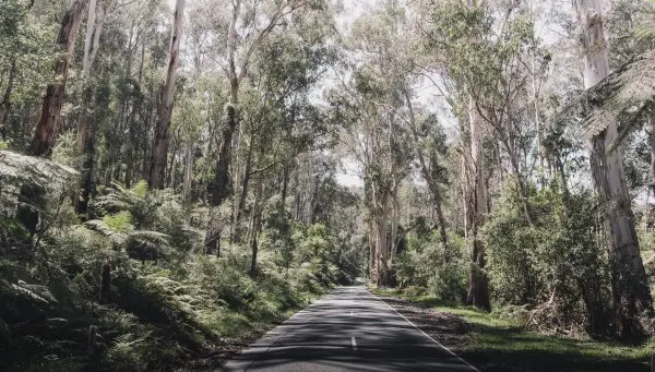 Australian Bush Road pat whelen KL3TZ2j1f9o unsplash 600x400
