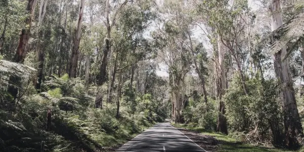 Australian Bush Road pat whelen KL3TZ2j1f9o unsplash 600x400