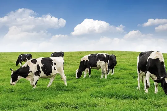 dairy shed thumbnail 600x360px